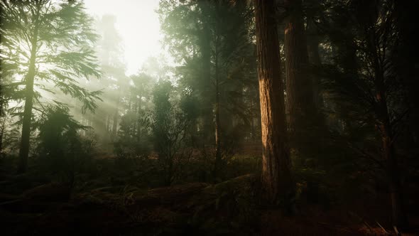 Redwood Forest Foggy Sunset Scenery