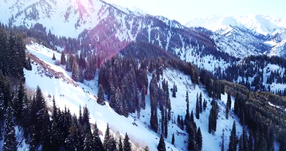 Winter Forest High in the Mountains