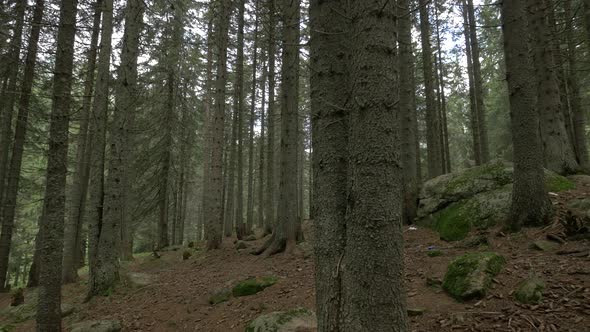 Deep in A Coniferous Forest