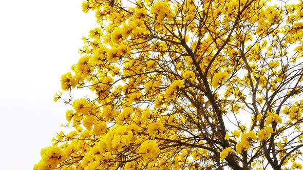 Yellow Tabebuia Flower Blossom 