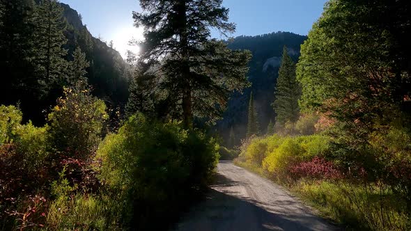 Driving on dirt road through canyon and forest of thick brush in Wyoming