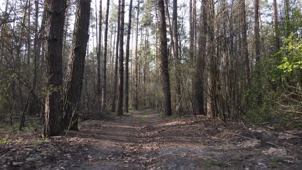 Aerial View of the Road Inside the Forest