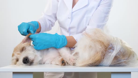 The girl pinches the dead hair on the dog