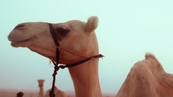 Slowmotion shot of a camel standing in the desert of UAE Dubai Abu Dhabi