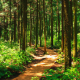 Gentle Forest Winds Ultimate Relaxation