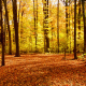 Nature's Calming Wind in Forest Leaves