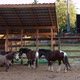 Filming of Several Ponies in a Paddock with a Wooden Fence and a Canopy - VideoHive Item for Sale