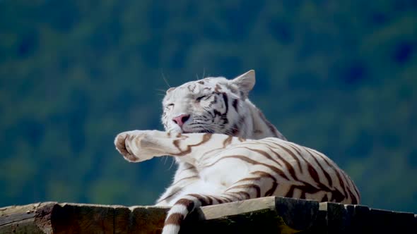 Close up shot of calm white tiger cleaning paws during sunny day in the morning - Forest trees in ba