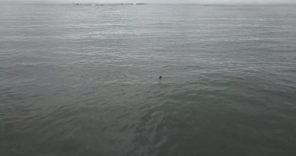 Drone shot of Icelandic seal with head out of the water