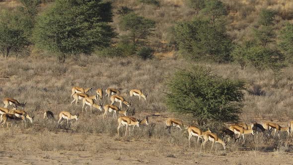 Springbok Herd - Kalahari Desert