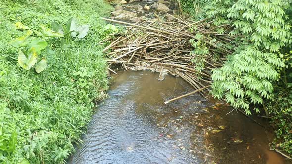 Bamboo dam on a Caribbean jungle river (Martinique)