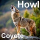 Coyote Howl 2