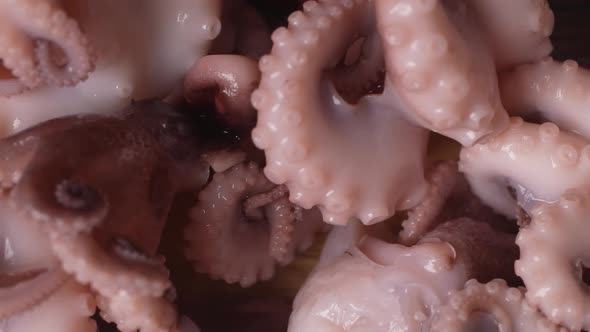 Fresh Baby Octopuses 08