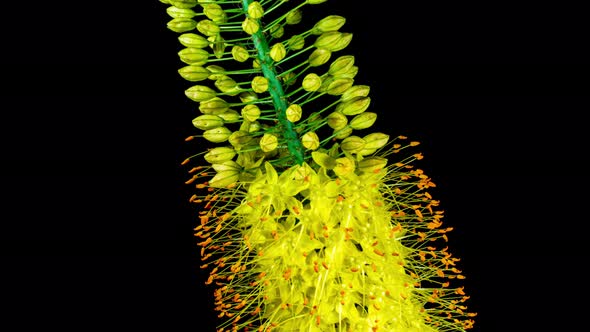 Yellow Flower Eremurus Blooming in Time Lapse on a Black Background.