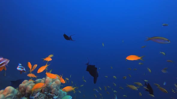 Underwater Tropical Reef Seascape