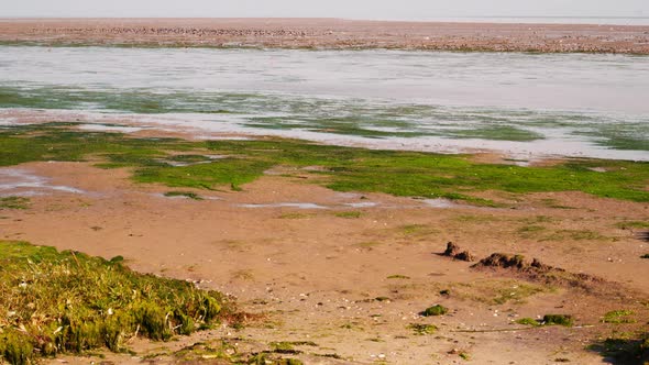 migratory waterbirds intertidal Wadden Sea Strieper Kwelder flood coming in