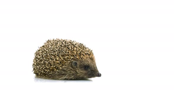 4K - Hedgehog looking into the camera