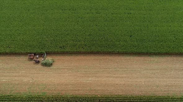 Aerial High View of Amish Harvesting There Corn Using Six Horses and Three Men