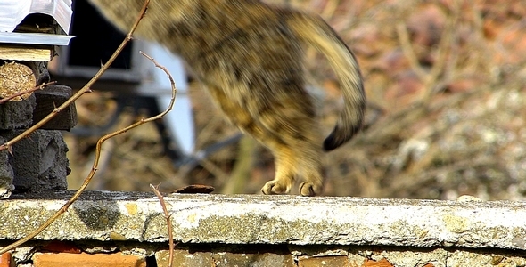 Cat on Fence 2