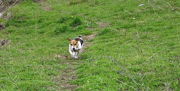 Jack Russell Terrier on the Green Trail