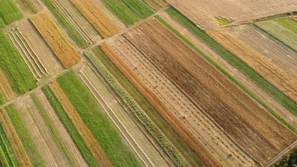 aerial view from the helicopter to the green, gold fields, Rural landscape. 4k.