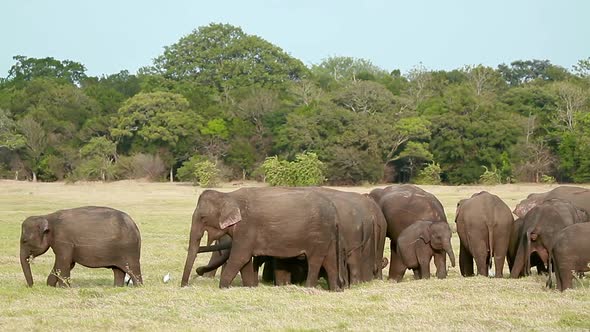 Asian Elephant in Minnerya national park, Sri Lanka