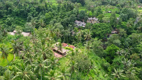 lush green jungle rice field terrace with tall coconut trees in ubud bali indonesia, aerial