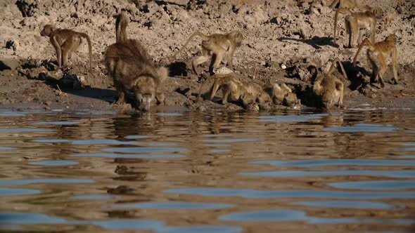 high speed/slow motion monkeys drinking water