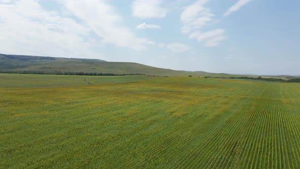 Large Field with Sunflowers in the Daytime in Summer