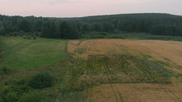 View of forest and field in Kolbudy, Kaszubia, pomorskie, Poland