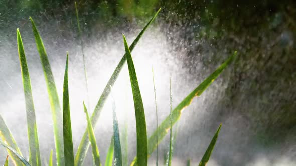 Fresh Watered Grass in the Garden