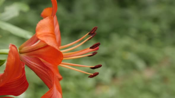 Garden plant Lilium bulbiferum  details close-up 4K 2160p 30fps UltraHD footage - Orange herbaceous 