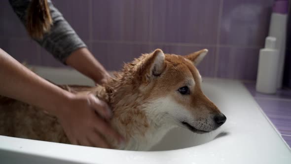 Crop woman washing dog in bathroom