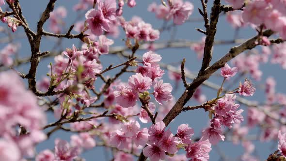 Cherry Blossom