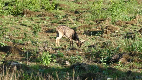 Goat Eating Grass in The Morning 