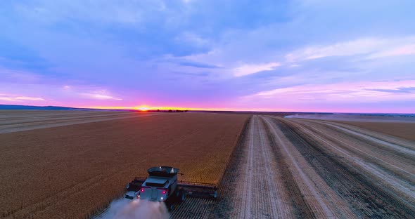 Harvester reaping wheat at sunset in South Australia