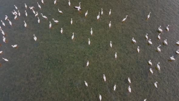 Spectacular top down shot of greater and lesser flamingos in clear sea