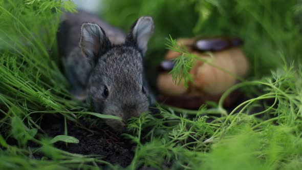 Little Rabbit on Green Grass Background