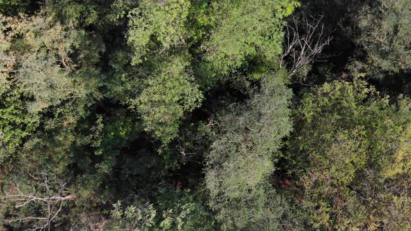 Trees from the air. Caucasus forest in summer day.