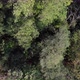 Trees from the air. Caucasus forest in summer day. - VideoHive Item for Sale