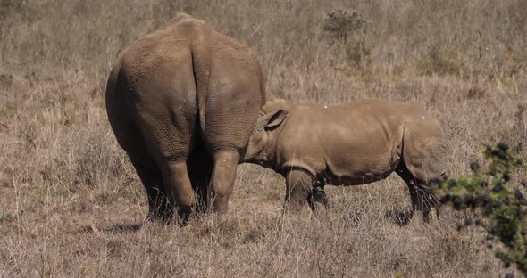 White Rhinoceros, ceratotherium simum, Mother and Calf Suckling, Nairobi Park in Kenya, Real Time 4K