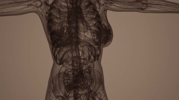 3D MRI Woman Body Scan