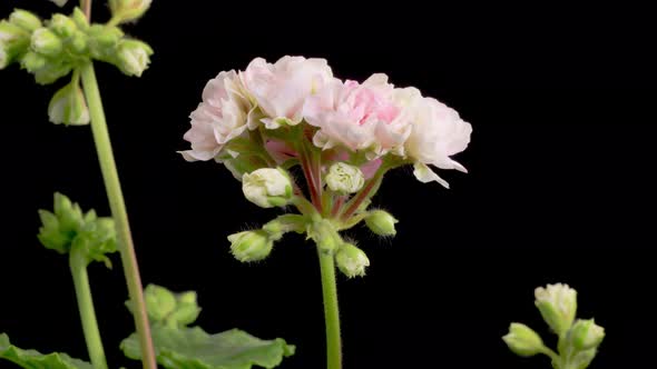 Time Lapse of Opening Pink Geranium Pelargonium Flower