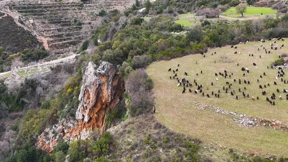 Herd of sheep in the mountains aerial view 4 K