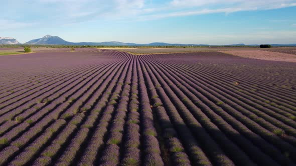 Lavender Field Aerial View