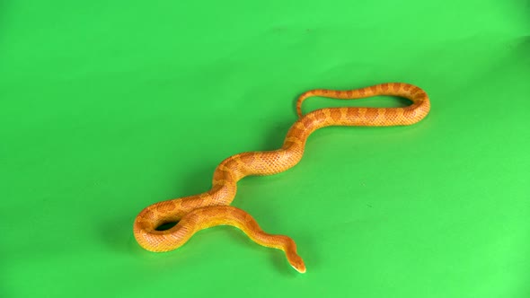 Tiger Python Molurus Bivittatus Morph Albine Burmese on a Green Background Screen