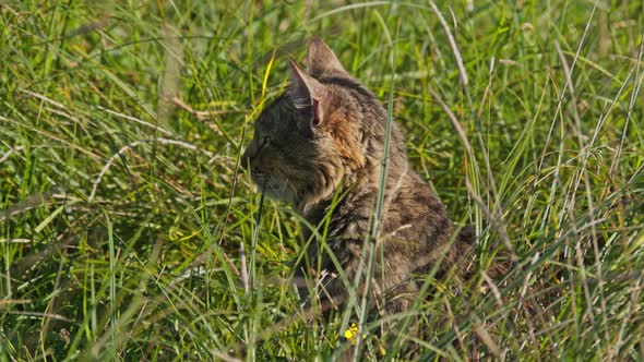 Cat Sitting in Green Grass and Observing Environment