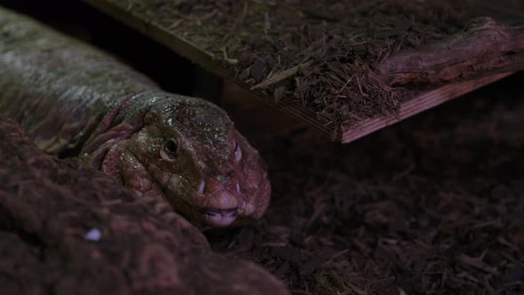 Tegu lizard close up in the dirt