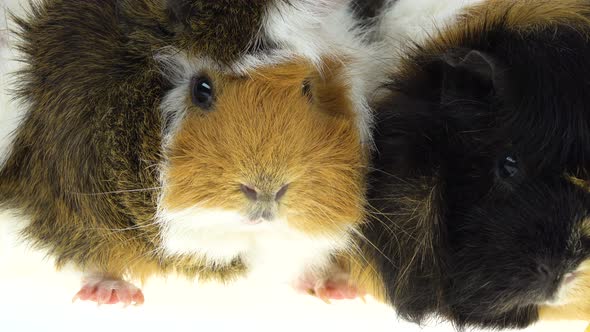 Abyssinian Guinea Pigs Pet with Black White and Orange Fur Coat Eating Isolated on a White