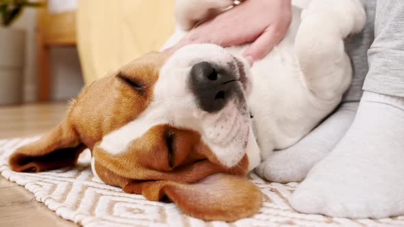 The Female Owner of the Beagle Dog Lying on the Back and Stroking Her Pet